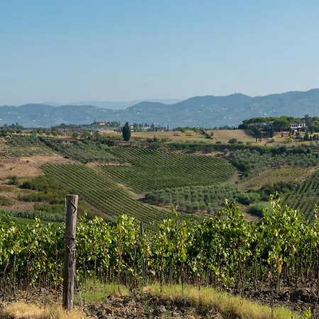 Girasole سيريتو غيدي