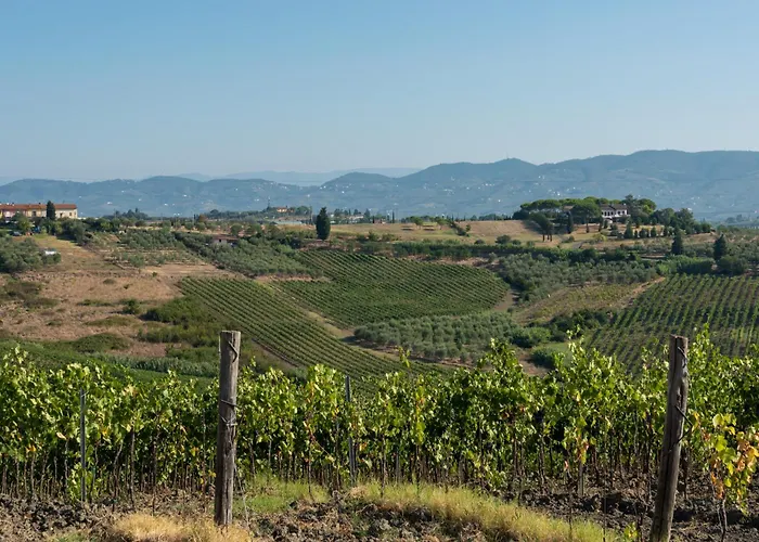 Girasole Cerreto Guidi